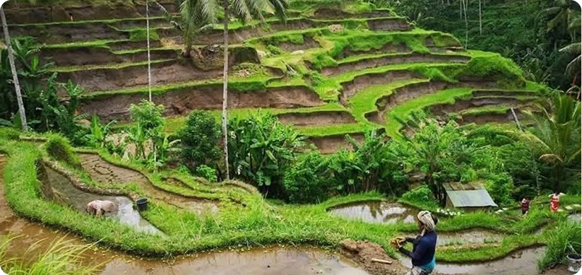 Pengalaman tak terlupakan di Haroldside, Bali